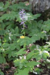 Asyneuma campanuloides