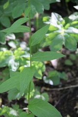 Asyneuma campanuloides