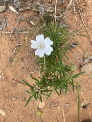 Monsonia burkeana