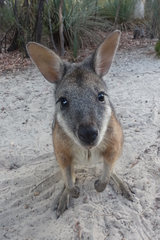 Notamacropus eugenii