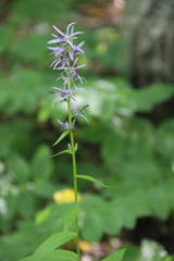 Asyneuma campanuloides