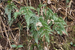 Pteris dispar