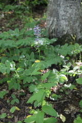 Asyneuma campanuloides