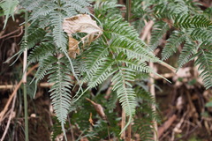 Pteris dispar