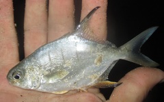 Trachinotus goodei