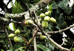 Setophaga castanea