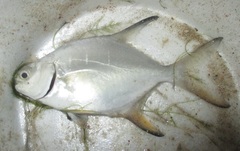 Trachinotus falcatus