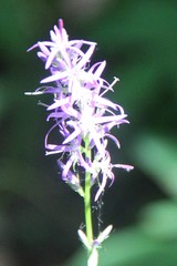 Asyneuma campanuloides