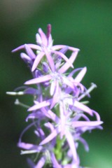 Asyneuma campanuloides