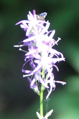 Asyneuma campanuloides