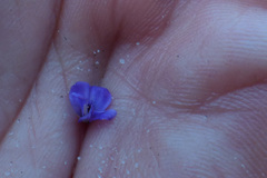 Amphithalea biovulata