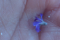 Amphithalea biovulata