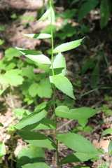 Asyneuma campanuloides