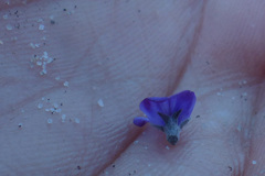 Amphithalea biovulata