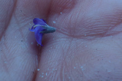 Amphithalea biovulata