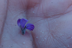 Amphithalea biovulata