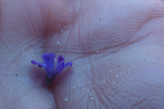 Amphithalea biovulata