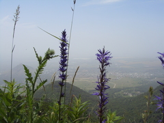 Asyneuma campanuloides