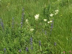 Asyneuma campanuloides