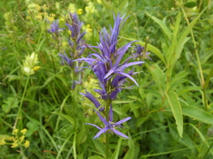 Asyneuma campanuloides