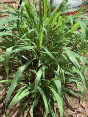 Setaria palmifolia