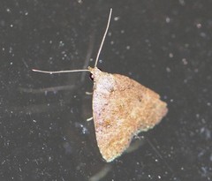 Tolpiodes oligolasia