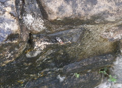 Dysdercus mimus