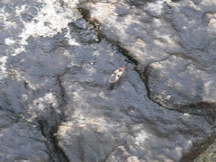 Dysdercus mimus