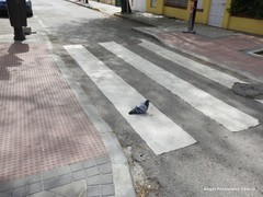 Columba livia domestica