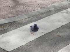 Columba livia domestica