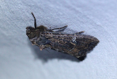 Helotropha reniformis