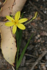 Tricoryne humilis
