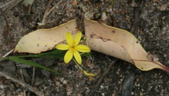 Tricoryne humilis