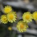 Rhodanthe citrina - Photo (c) Loxley Fedec, some rights reserved (CC BY-NC), uploaded by Loxley Fedec