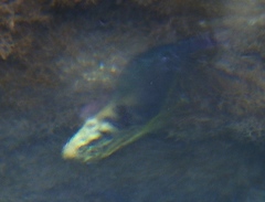 Ophioblennius atlanticus