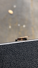 Camponotus clarithorax