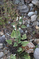 Campanula alliariifolia