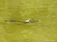 Trachemys scripta elegans
