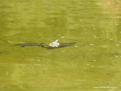 Trachemys scripta elegans