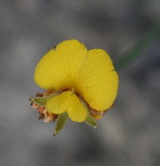 Jacksonia condensata