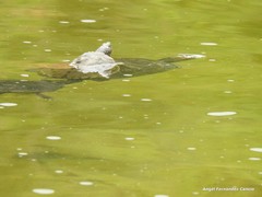 Trachemys scripta elegans
