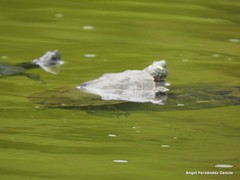 Trachemys scripta elegans