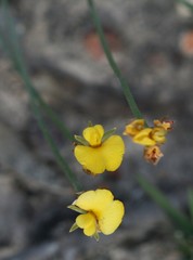 Jacksonia condensata