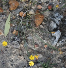 Jacksonia condensata