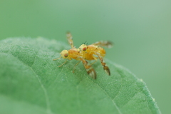 Strauzia longipennis