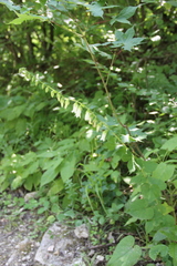 Campanula alliariifolia