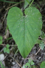 Campanula alliariifolia