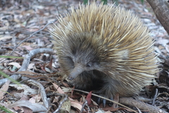 Tachyglossus aculeatus multiaculeatus