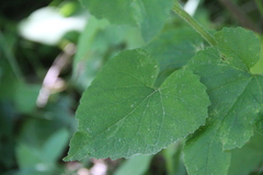 Campanula alliariifolia