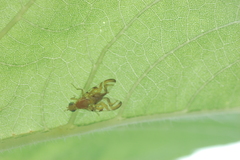 Strauzia longipennis